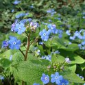 Brunnera macrophylla fleur
